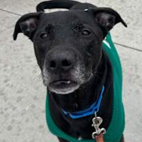 Thumbnail photo of Paco #1