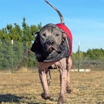 Thumbnail photo of Henry #2