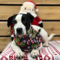 Thumbnail photo of Noelle #2