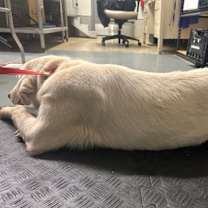 Thumbnail photo of Cally #3