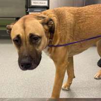 Thumbnail photo of Possum #1