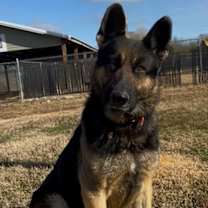 Thumbnail photo of Milo #1