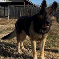 Thumbnail photo of Milo #2