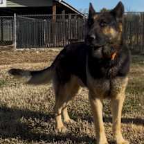 Thumbnail photo of Milo #3