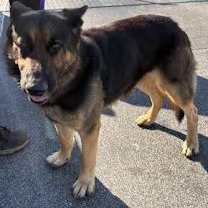 Thumbnail photo of Milo #4