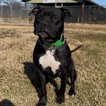 Thumbnail photo of Bartholomew #1