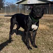 Thumbnail photo of Bartholomew #2