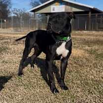 Thumbnail photo of Bartholomew #3