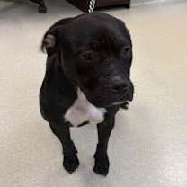 Thumbnail photo of Bartholomew #4