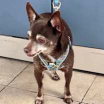 Thumbnail photo of Kahlua #2