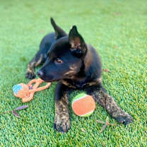 Thumbnail photo of Basia #4