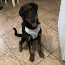 Thumbnail photo of Archie #2