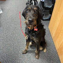 Thumbnail photo of Archie #3