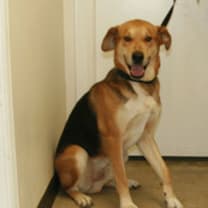 Thumbnail photo of Ashbourne #2