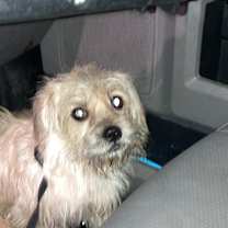 Thumbnail photo of Sampson #2