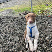 Thumbnail photo of Ollie #2