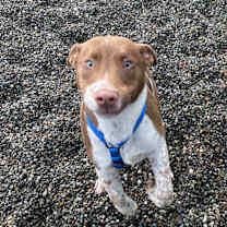 Thumbnail photo of Ollie #3