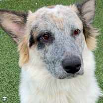 Thumbnail photo of Ranger #3