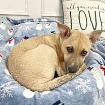 Thumbnail photo of Buttons #1