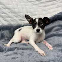 Thumbnail photo of Penelope #2