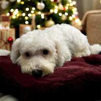 Thumbnail photo of Francois- Sweet, Shy Puppy #1