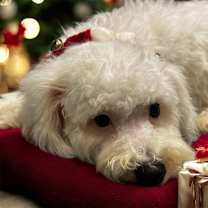 Thumbnail photo of Francois- Sweet, Shy Puppy #2