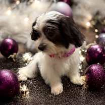 Thumbnail photo of Soufflé-Beautiful Puppy! #2