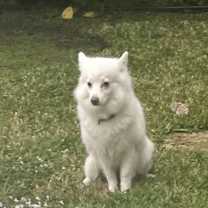 Thumbnail photo of Nolla #1