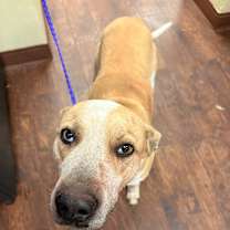 Thumbnail photo of Dog Kennel #33 Kash #2