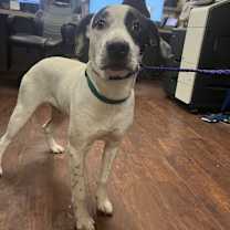 Thumbnail photo of Dog Kennel #3 Cleatus #3