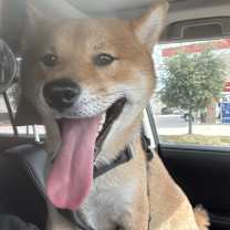 Thumbnail photo of Mugzie bean (muggy) #3