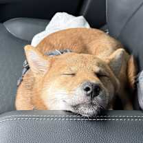 Thumbnail photo of Mugzie bean (muggy) #4