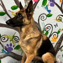 Thumbnail photo of Carolina 25 #1