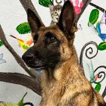 Thumbnail photo of Carolina 25 #2