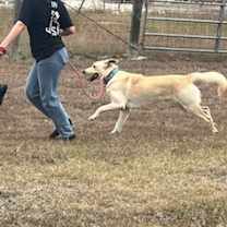 Thumbnail photo of Cody #4