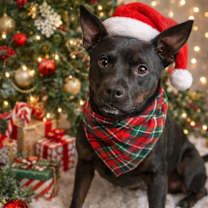 Thumbnail photo of Clove #2