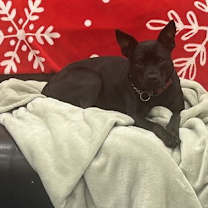 Thumbnail photo of Clove #3