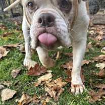 Thumbnail photo of Babette #1