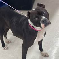 Thumbnail photo of Sloane #1