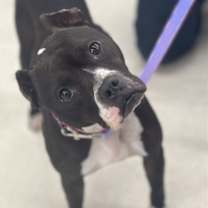 Thumbnail photo of Sloane #2