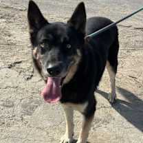 Thumbnail photo of Balto #1