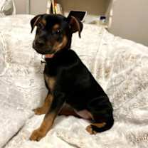 Thumbnail photo of REESE #3