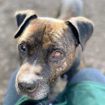 Thumbnail photo of Tristan #4