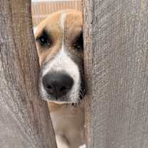 Thumbnail photo of Snickers #3