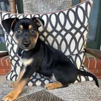 Thumbnail photo of ROMAN #2