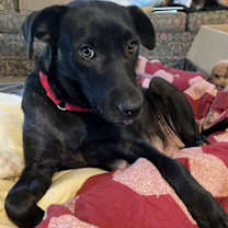 Thumbnail photo of ROMAN #4