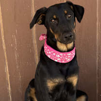 Thumbnail photo of RAVEN #1