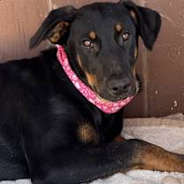 Thumbnail photo of RAVEN #2