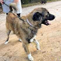 Thumbnail photo of BEETHOVEN #3