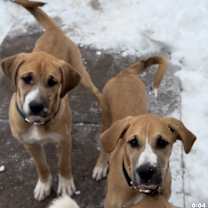 Thumbnail photo of Twix #4